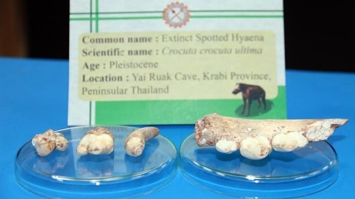 В Таиланде нашли останки ископаемой гиены