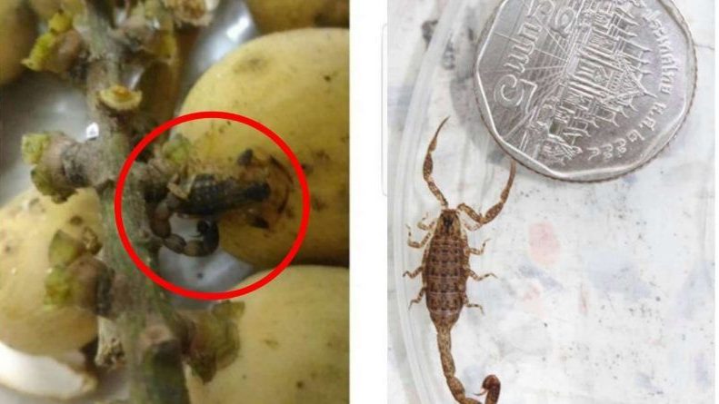 В Таиланде мужчину ужалил скорпион, который прятался в сумке с фруктами