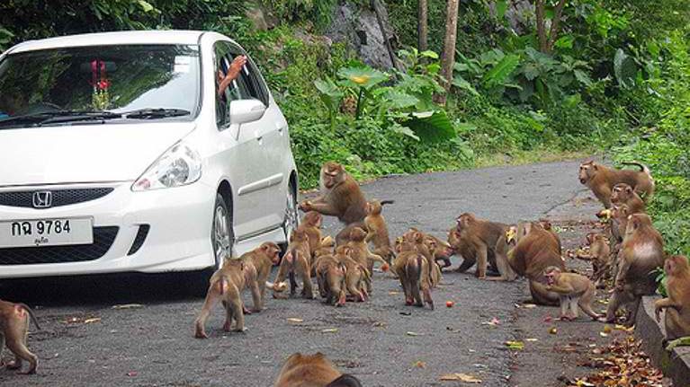 На Пхукете снова опасаются возросшей популяции диких обезьян