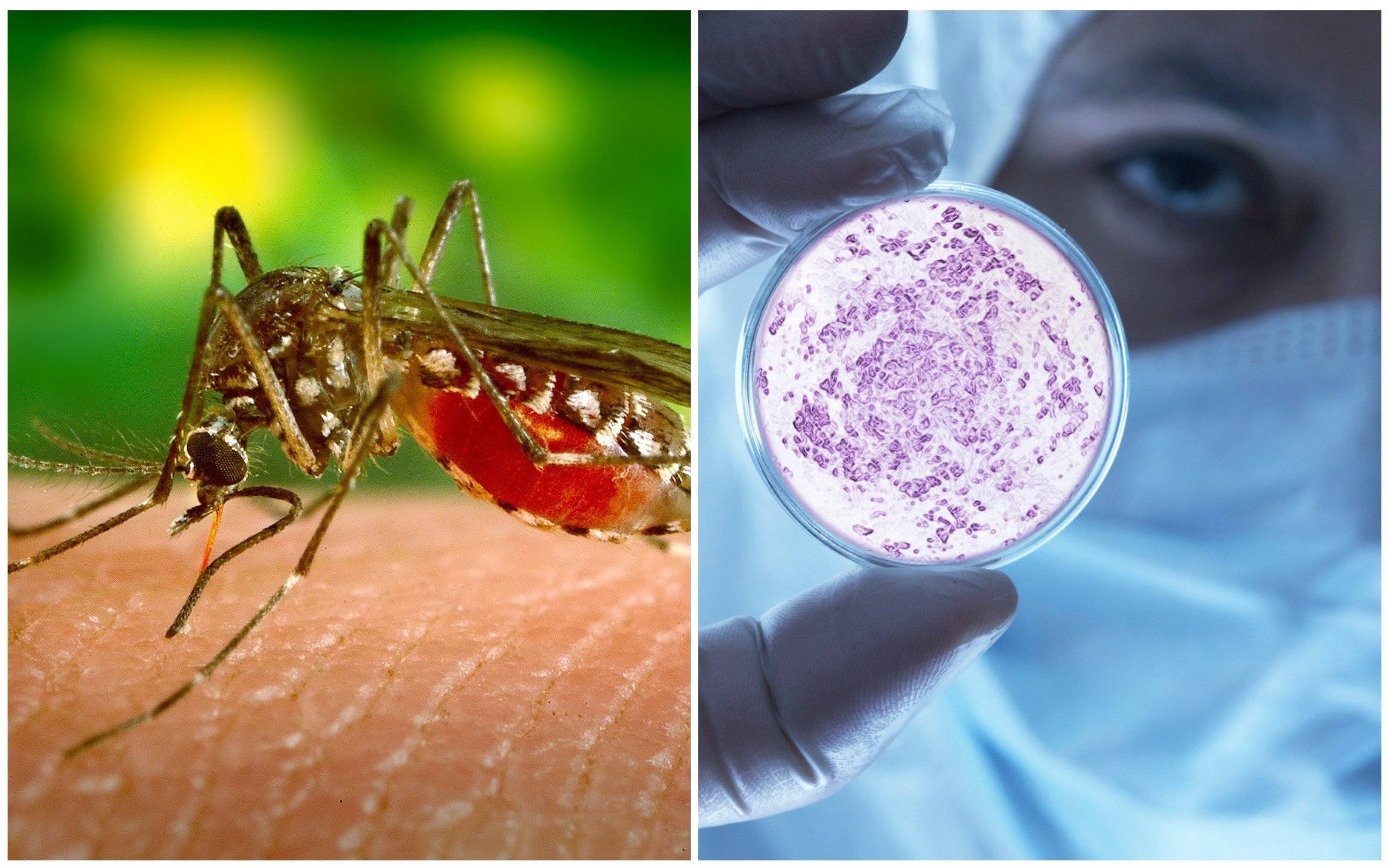 В Таиланде в 18 провинциях растет число случаев заражения лихорадкой денге