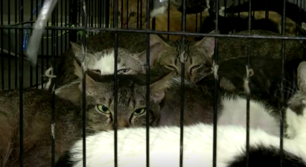В Таиланде добровольцы спасли 303 кота