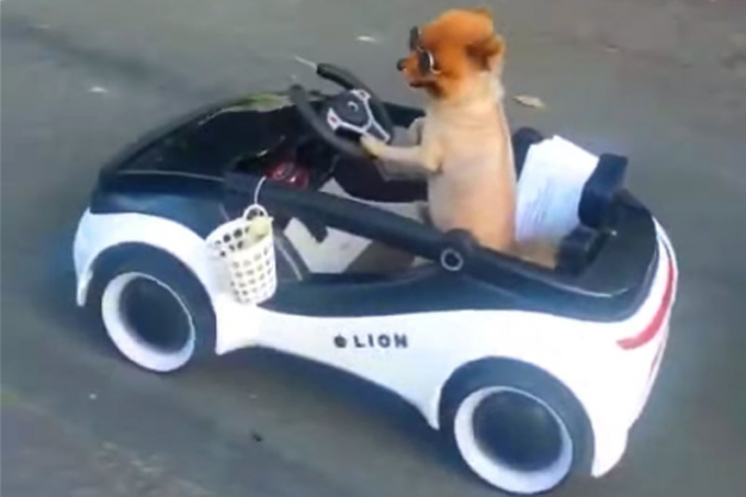 Собаку в Таиланде научили водить машину (видео)