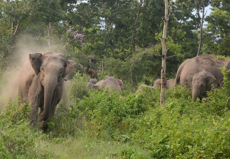 Дикие слоны стали причиной объявления бедственного положения в Канчанабури