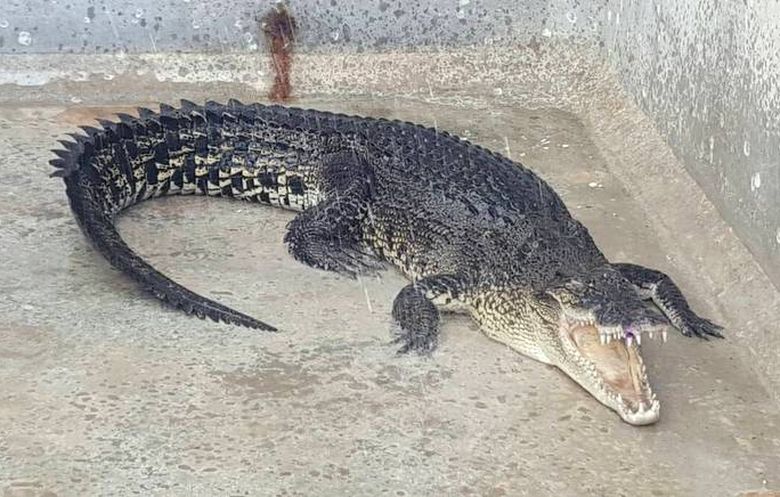 Для крокодила с Банг-Тао подыскивают новое жильё