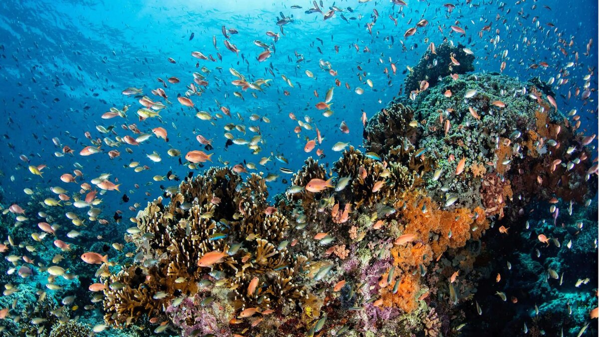 Таиланд запретил солнцезащитные кремы - они вредны для кораллов
