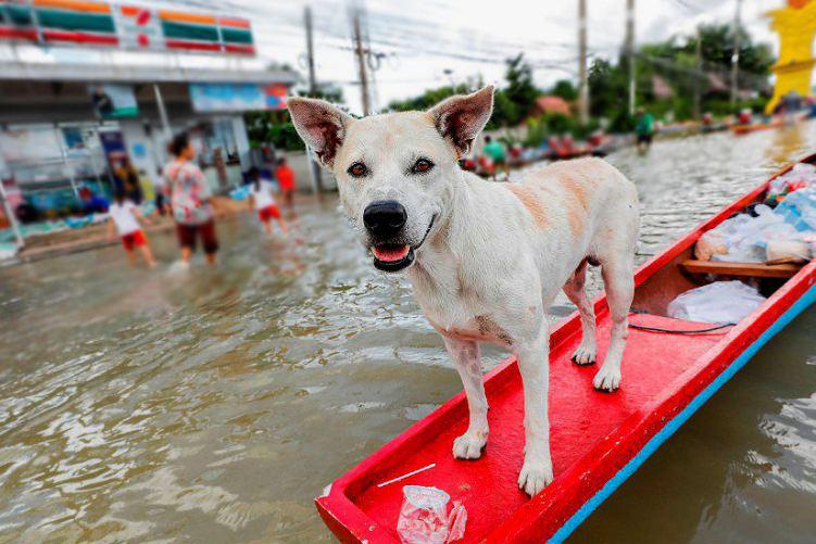 Тайцы возмущены бездействием властей в помощи пострадавшим от тайфуна
