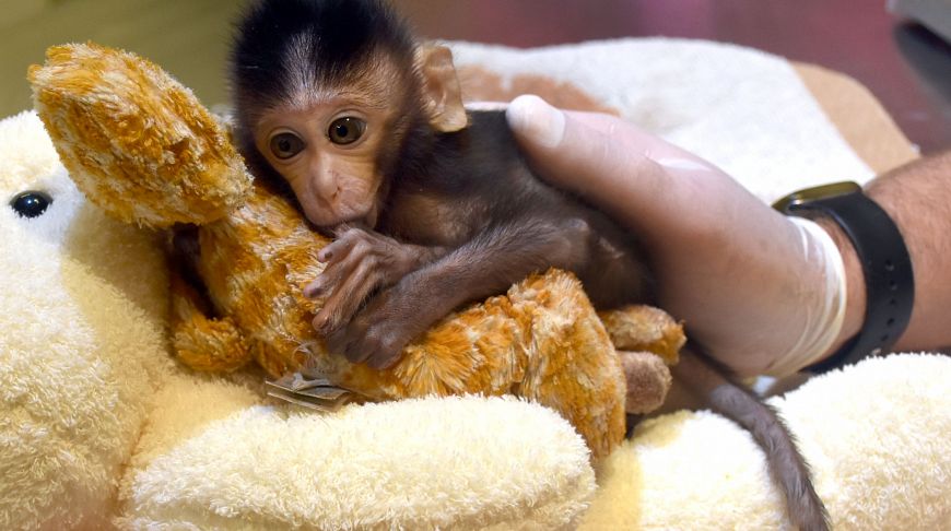 В Таиланде маленькая обезьянка считает плюшевого жирафа своей мамой
