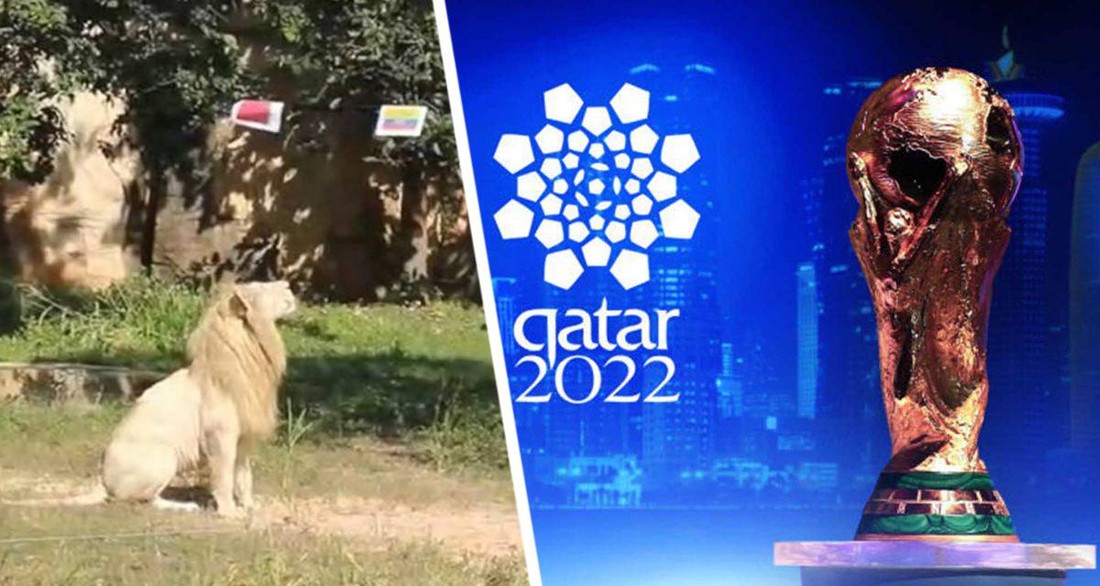 С началом Чемпионата мира по футболу в Катаре в зоопарке «отрекламировали» льва-предсказателя