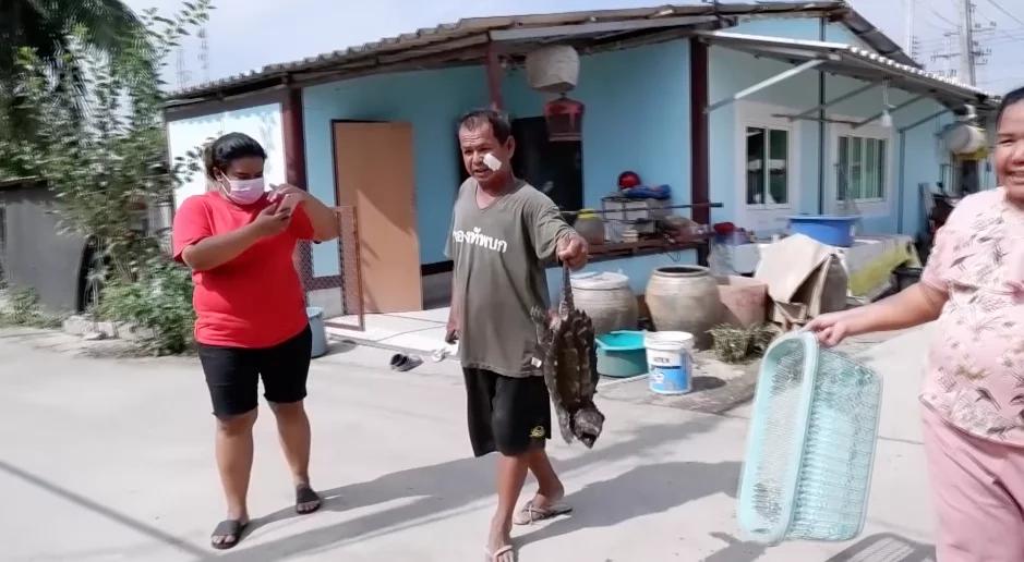 Грифовая черепаха во второй раз обнаружена в Таиланде
