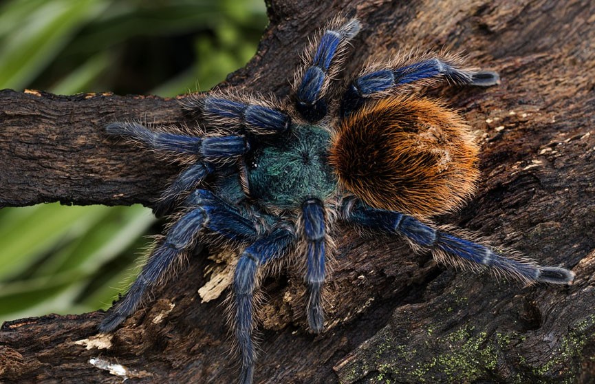 В Таиланде обнаружили "электрического" тарантула