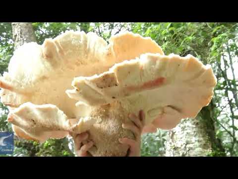 В чангмайском Дой-Тао найден гриб огромных размеров