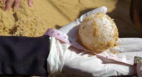 Кладка черепашьих яиц найдена в провинции Пханг-Нга