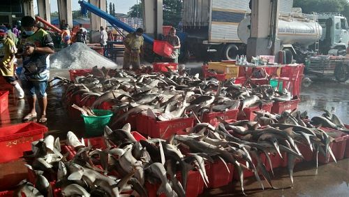 Торговля тушками черноперых рифовых акул на рынке вызвала возмущение