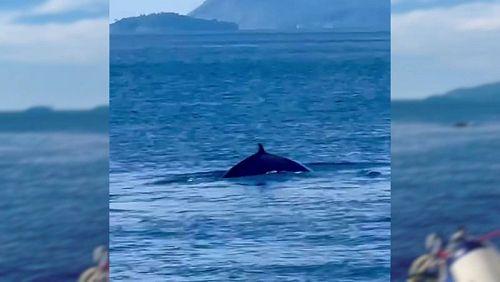 Отправившиеся на морскую экскурсию туристы встретили кита