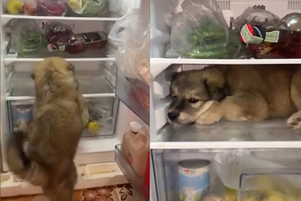 Щенок спрятался от жары в холодильнике и стал героем новостей в Таиланде