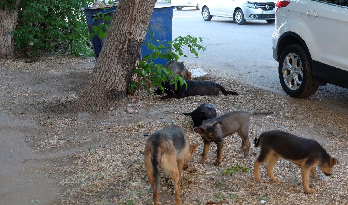 Из госпиталя в Краби выписали покусанного бродячими псами мальчика