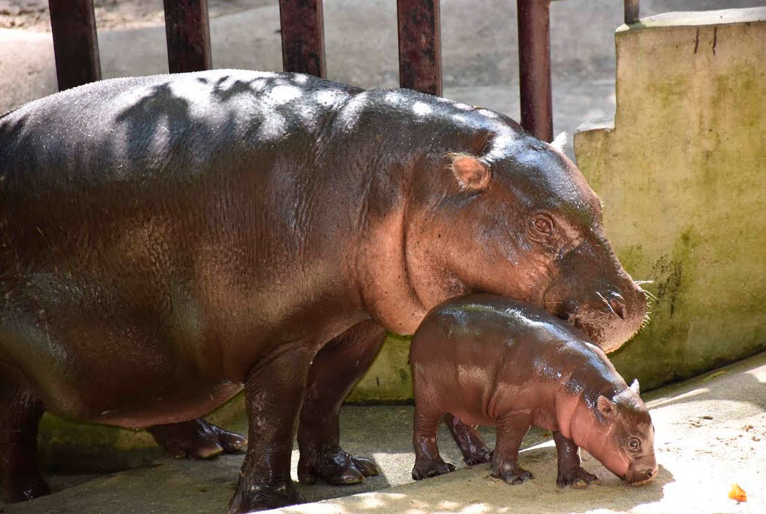 Зоопарки Таиланда открыты для посетителей