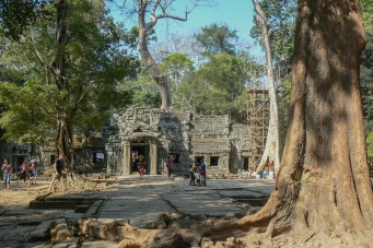 Деревья - пожиратели камней, храм Та Пром