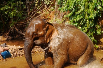 Слоны на пенсии. Камбоджа