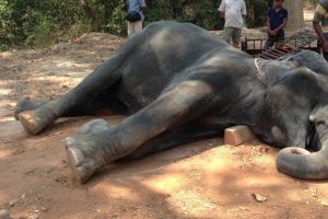 В Камбодже во время перевозки туристов умер слон