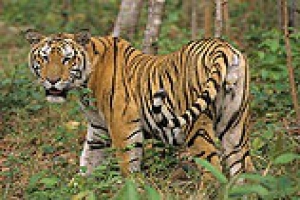 Индокитайский тигр признан вымершим на территории Камбоджи