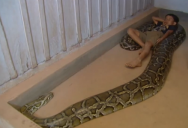 Snake boy In Cambodia