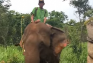 Экскурсия на слонах по джунглям