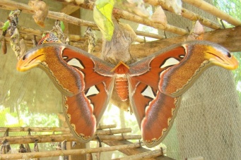 Ферма бабочек в Сием Риепе