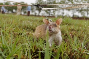 Камбоджийские крысы-саперы