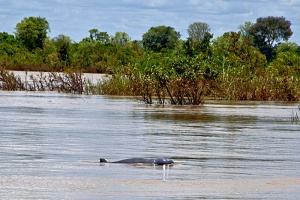 Пресноводные дельфины Иравади на реке Кратье (Камбоджа).