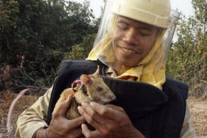 Крысы-саперы работают на минных полях Камбоджи