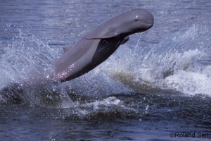 Специалисты Всемирного фонда дикой природы (WWF) обеспокоены стремительным сокращением популяции иравадийских дельфинов, обитающих в реке Меконг