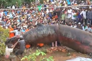 Unknown Monster Dug Up In Cambodia?