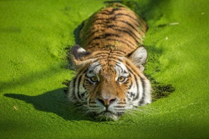 Индия поможет Камбодже восстановить популяцию тигров