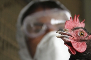 H5N1 возвращается