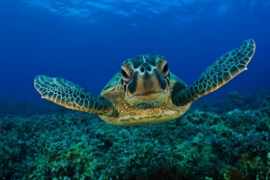 В Камбодже у контрабандистов конфисковали полтонны морских черепах