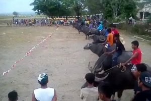 Забег на быках (Камбоджа)
