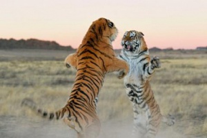 Камбоджа попросит соседние страны поделиться тиграми для своих лесов