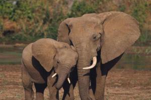 Редкий вид слонов обнаружили в Камбодже