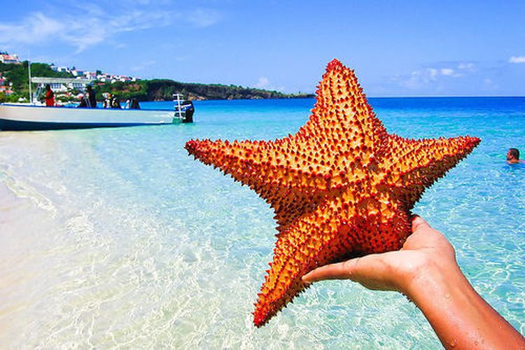 Китайских туристов не стали штрафовать за фото с морской звездой