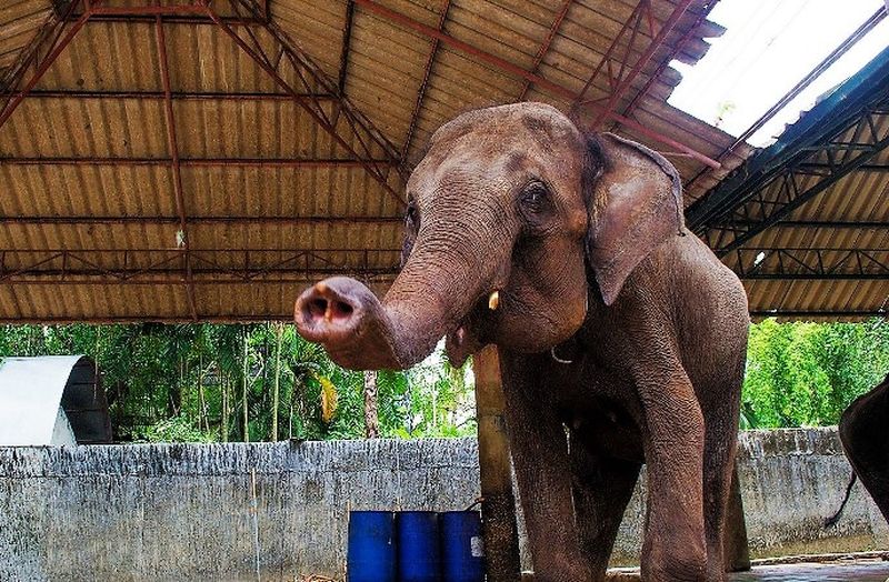 Комиссия проверит условия содержания слоненка Додо в пхукетском зоопарке