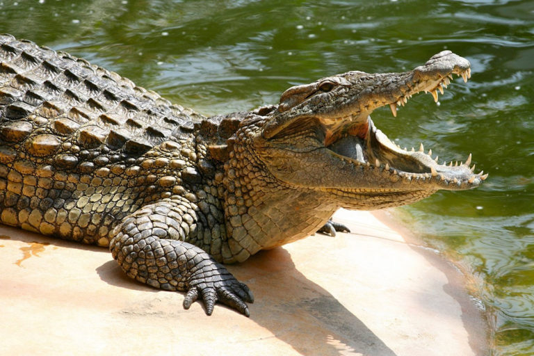 Крокодил Лейпанг наконец-то обрёл дом