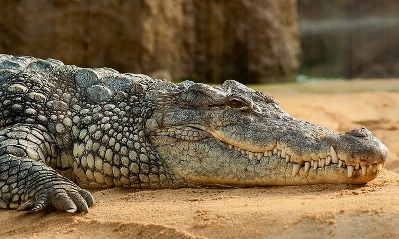 Крокодил Лейпанг станет обитателем пхукетского зоопарка