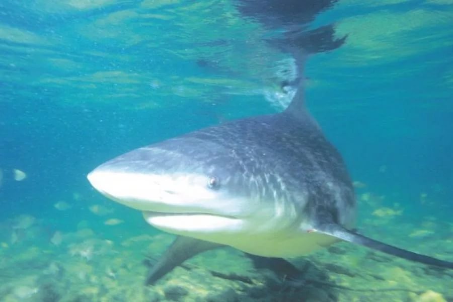 Кто же искусал туриста-японца: акула или барракуда?