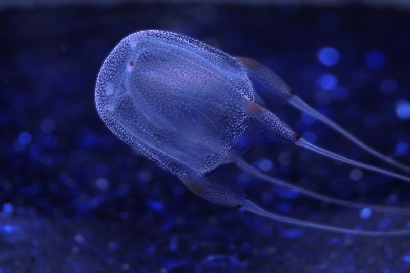 Как предотвратить и лечить укусы ядовитых медуз в Таиланде