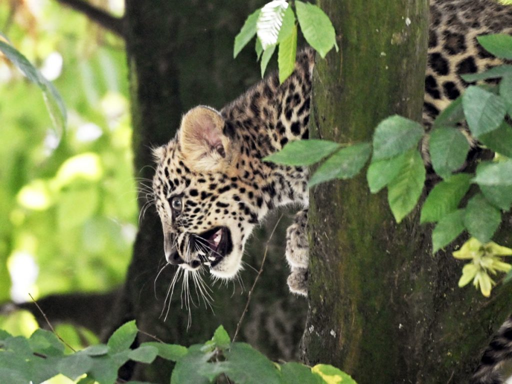 Леопард  набросился на  мальчика на острове Самуй