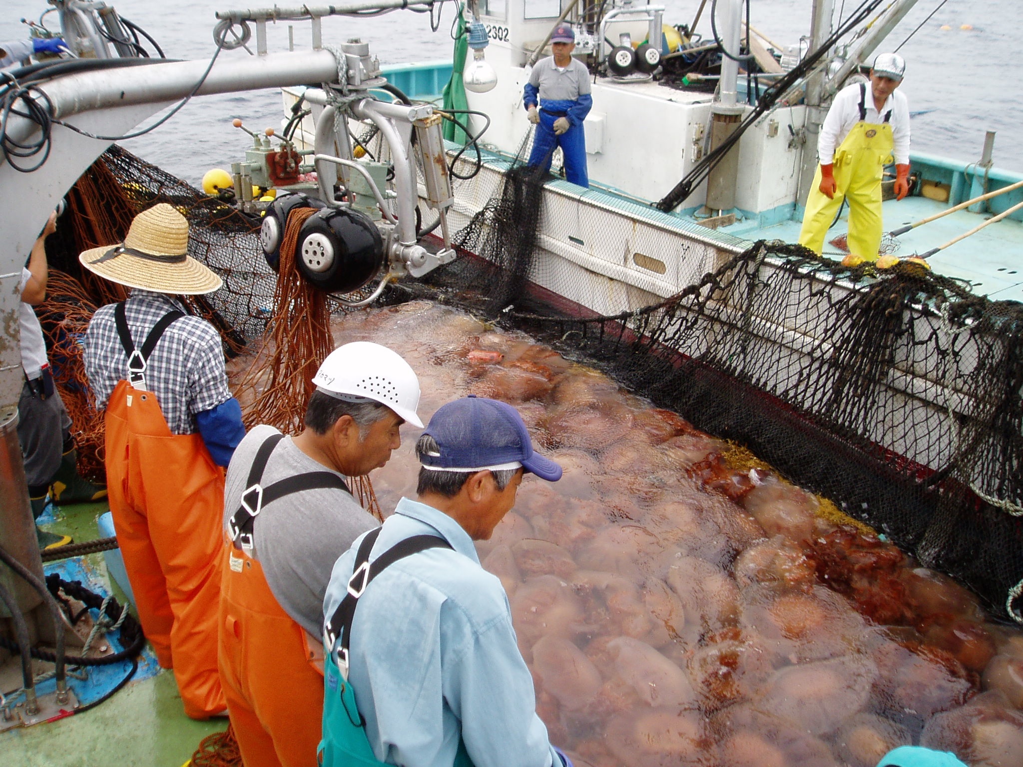 На ловле медуз в Таиланде можно заработать до 10 тысяч батов в день