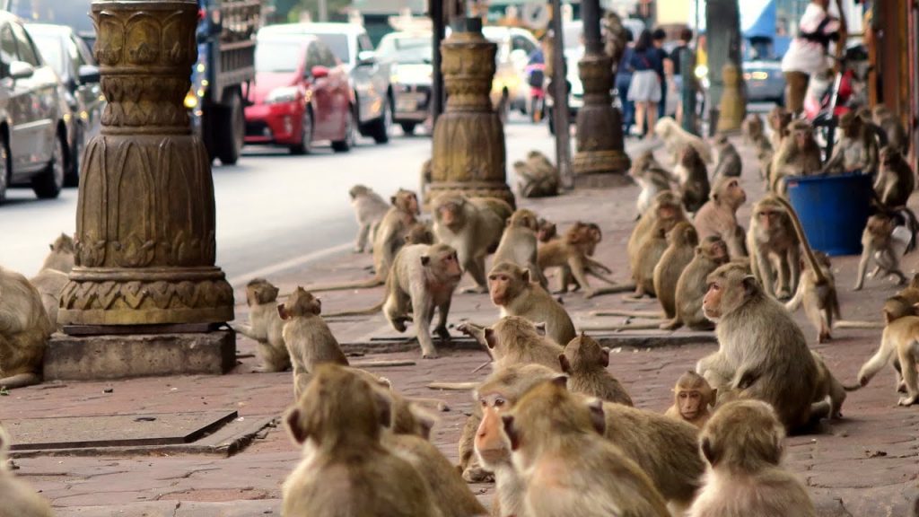 Началась битва обезумевших обезьян за передел туристического рынка: опубликовано видео
