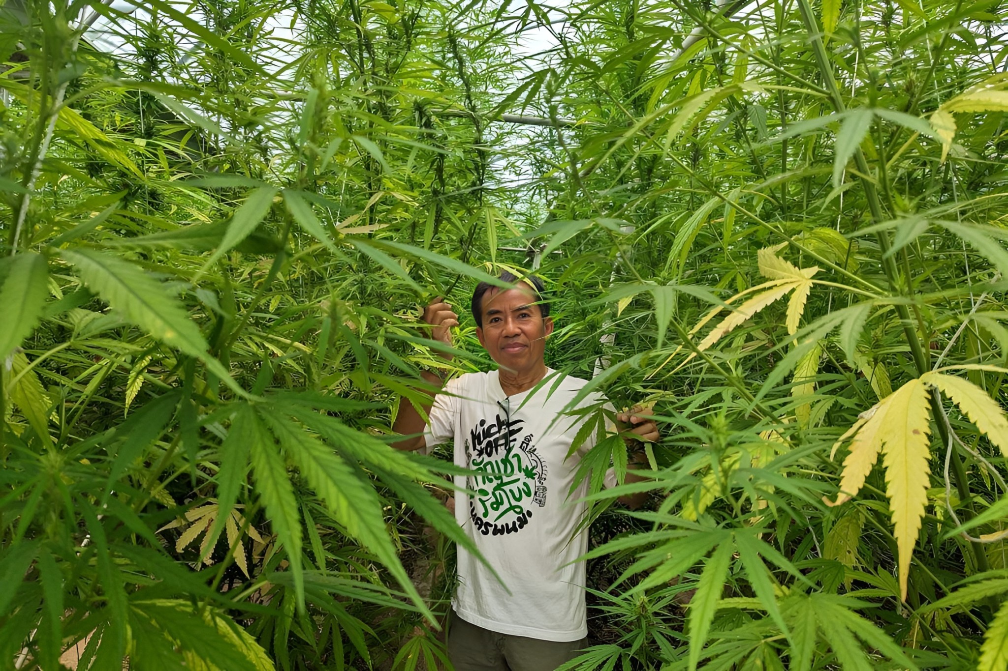 Более 60% тайцев поддерживают повторный запрет марихуаны