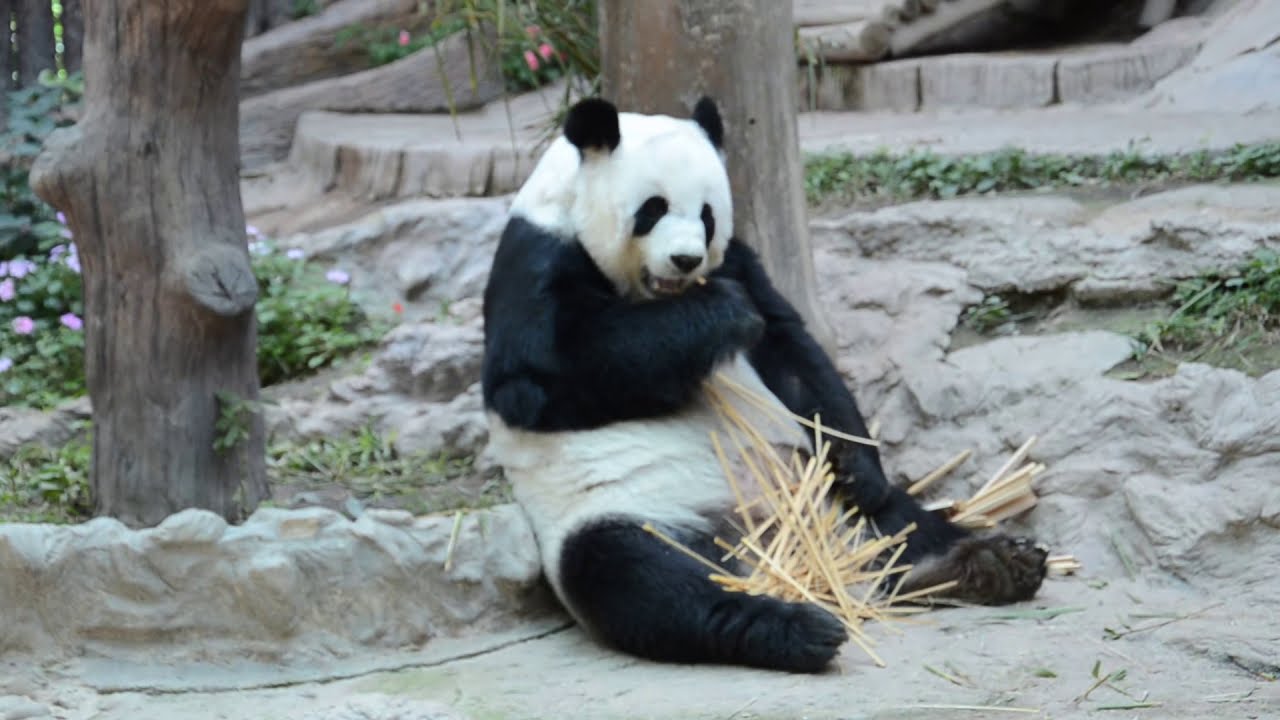 Большая панда Линь Хуй, жившая с 2003 года в зоопарке Чианг-Мая скончалась утром 19 апреля
